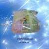 bathing soap petal